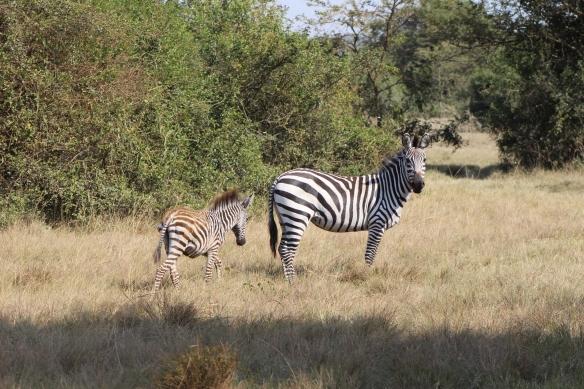 How do you identify the young zebras? They are short and have brown stripes.